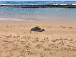 Sea turtle